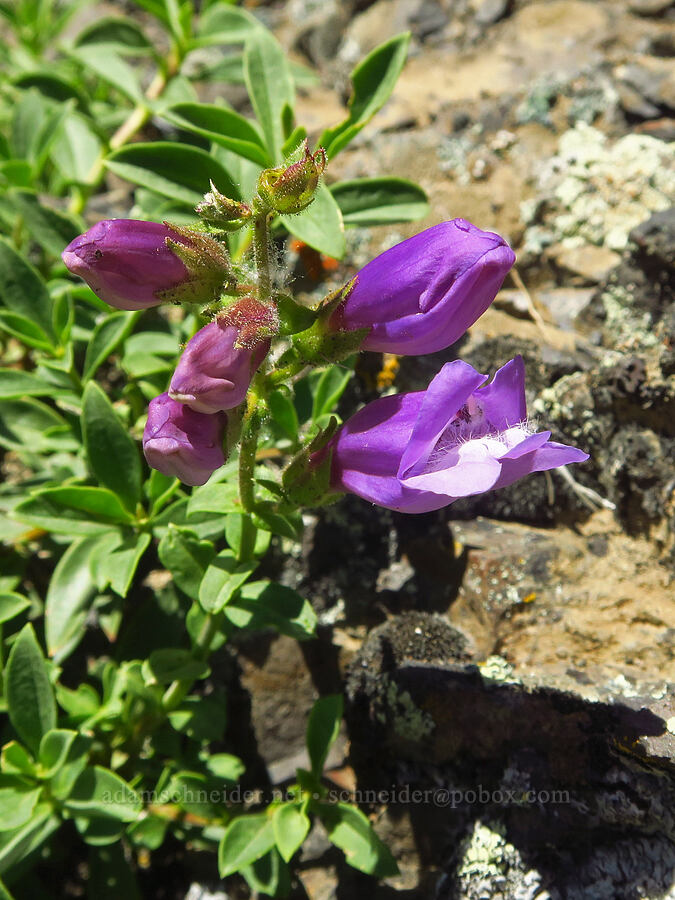 penstemon (Penstemon sp.) [Waterworks Canyon, Yakima County, Washington]