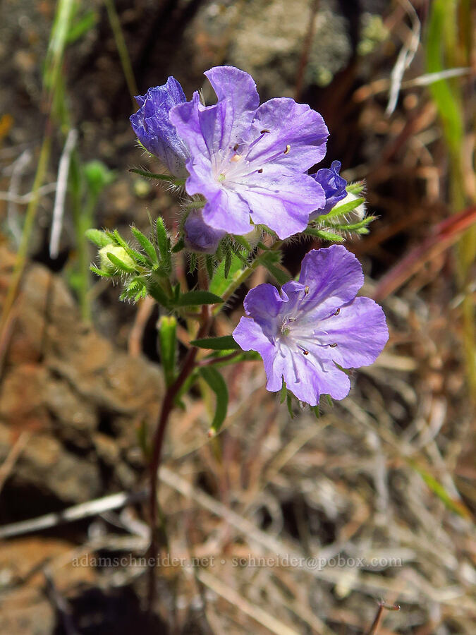 thread-leaf phacelia (Phacelia linearis) [Waterworks Canyon, Yakima County, Washington]