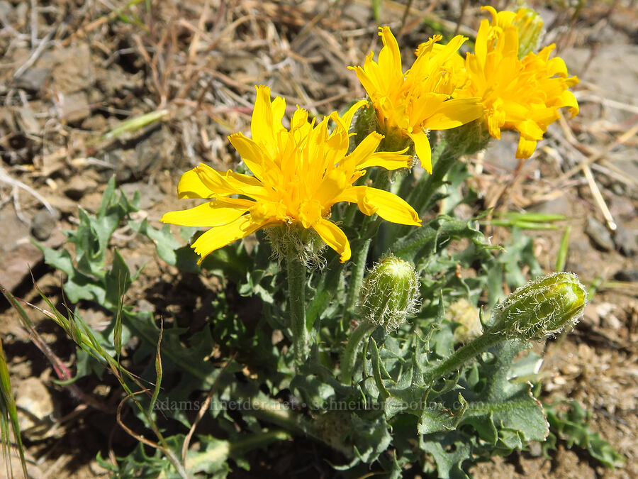 Modoc hawksbeard (Crepis modocensis) [Waterworks Canyon, Yakima County, Washington]