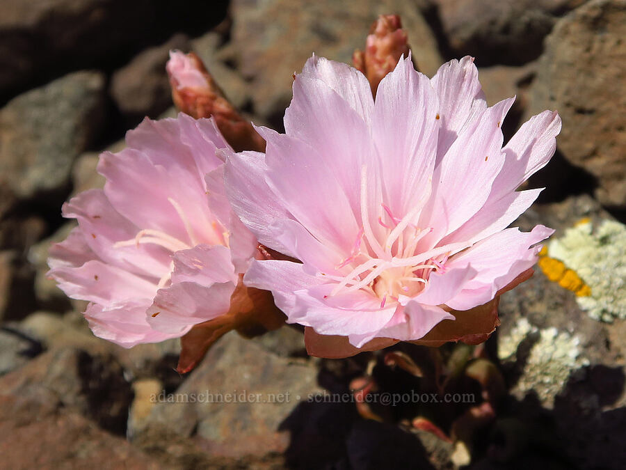 bitterroot (Lewisia rediviva) [Waterworks Canyon, Yakima County, Washington]