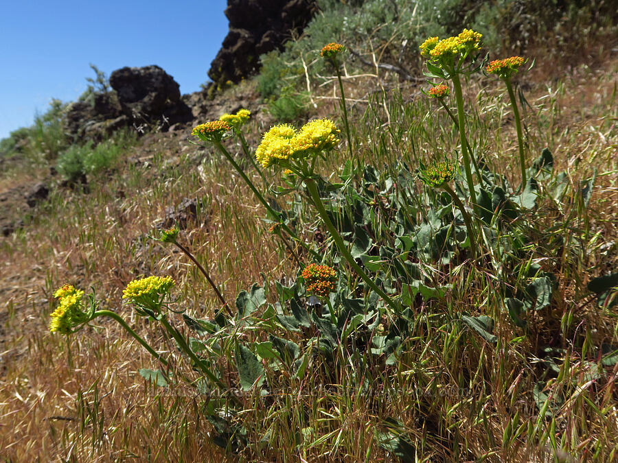 heart-leaf buckwheat (Eriogonum compositum) [Waterworks Canyon, Yakima County, Washington]