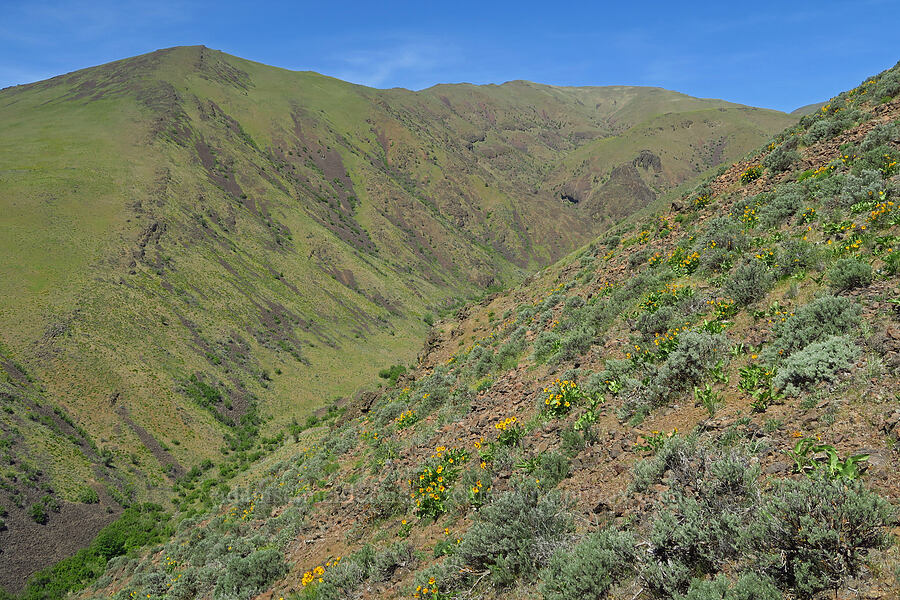 balsamroot & sagebrush (Balsamorhiza careyana, Artemisia sp.) [Waterworks Canyon, Yakima County, Washington]