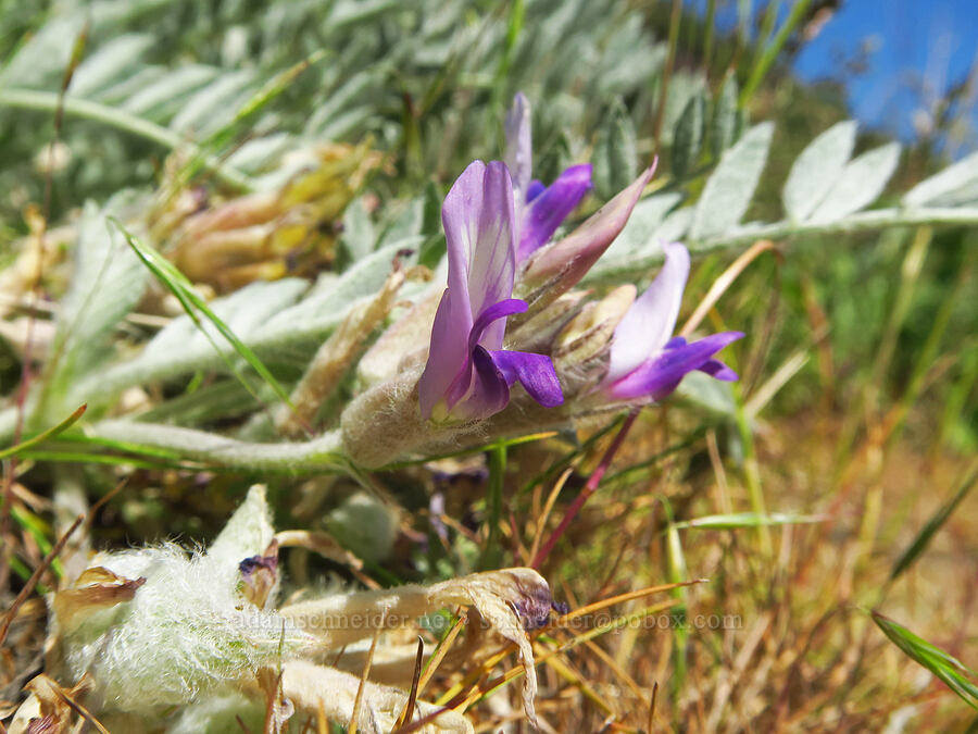 woolly-pod milk-vetch (Astragalus purshii) [Waterworks Canyon, Yakima County, Washington]