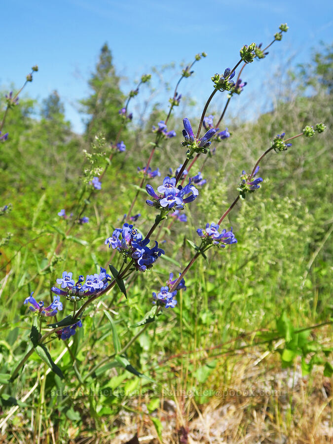 penstemon (Penstemon sp.) [Tieton Nature Trail, Yakima County, Washington]