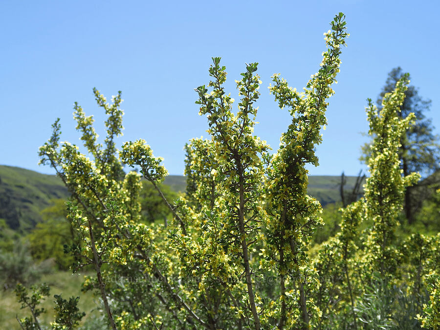 antelope bitter-brush (Purshia tridentata) [Tieton Nature Trail, Yakima County, Washington]