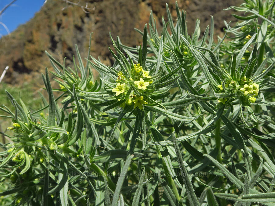Columbia puccoon (Lithospermum ruderale) [Tieton Nature Trail, Yakima County, Washington]