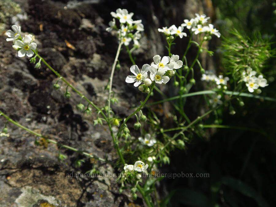 sagebrush stick-seed (Hackelia diffusa var. arida) [Royal Columns, Yakima County, Washington]