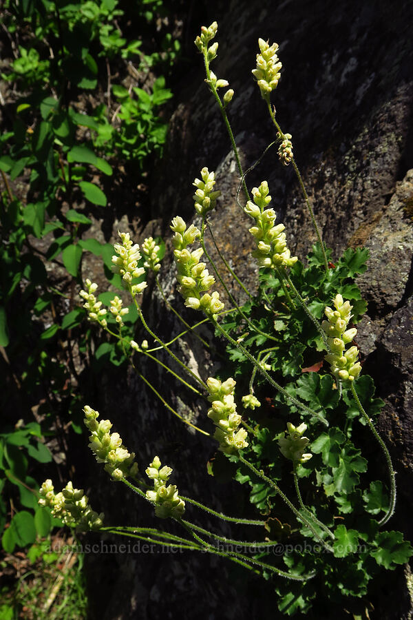 round-leaf alumroot (Heuchera cylindrica) [Royal Columns, Yakima County, Washington]