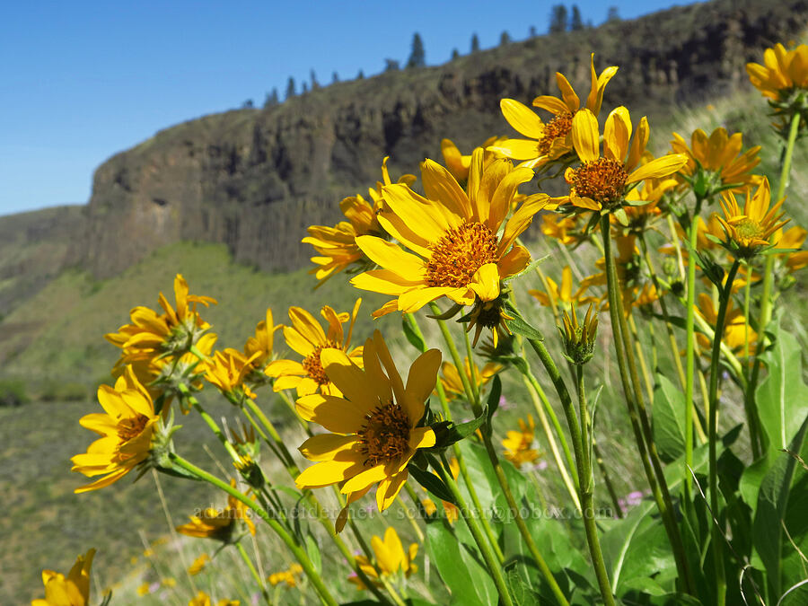 Carey's balsamroot (Balsamorhiza careyana) [Royal Columns, Yakima County, Washington]