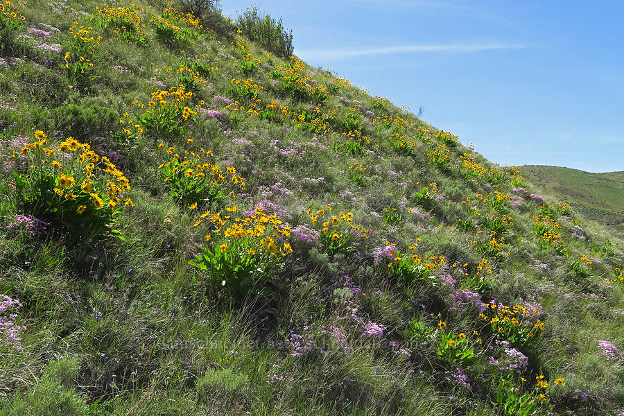 balsamroot & showy phlox (Balsamorhiza careyana, Phlox speciosa) [Royal Columns, Yakima County, Washington]