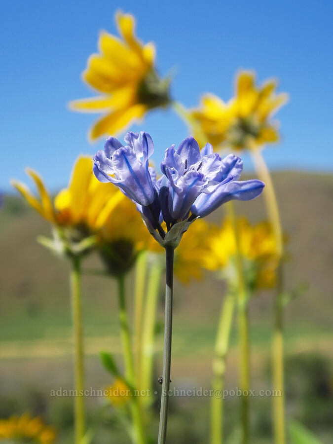 triteleia & balsamroot (Triteleia grandiflora, Balsamorhiza careyana) [Royal Columns, Yakima County, Washington]