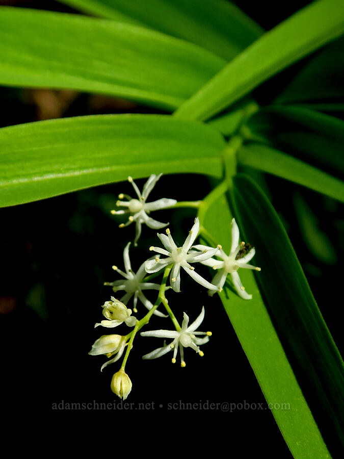 starry false-Solomon's-seal (Maianthemum stellatum (Smilacina stellata)) [Tieton Nature Trail, Yakima County, Washington]
