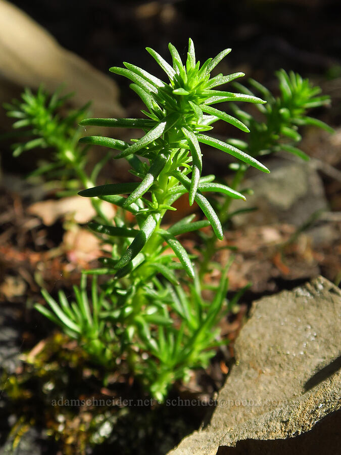 worm-leaf stonecrop leaves (Sedum stenopetalum) [Tieton Nature Trail, Yakima County, Washington]