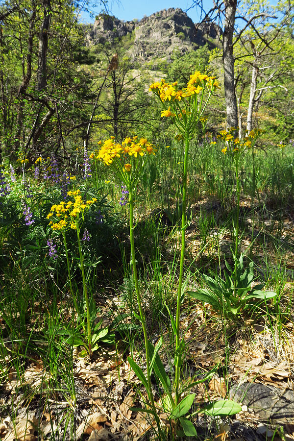 western groundsel (Senecio integerrimus) [Bear Canyon Trail, Yakima County, Washington]