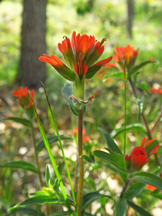 harsh paintbrush (Castilleja hispida) [Bear Canyon Trail, Yakima County, Washington]
