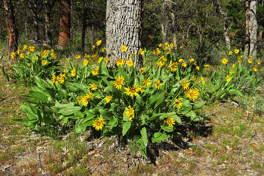 balsamroot (Balsamorhiza careyana) [Bear Canyon Trail, Yakima County, Washington]