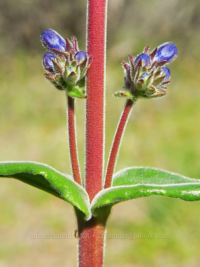penstemon, budding (Penstemon sp.) [Bear Canyon Trail, Yakima County, Washington]