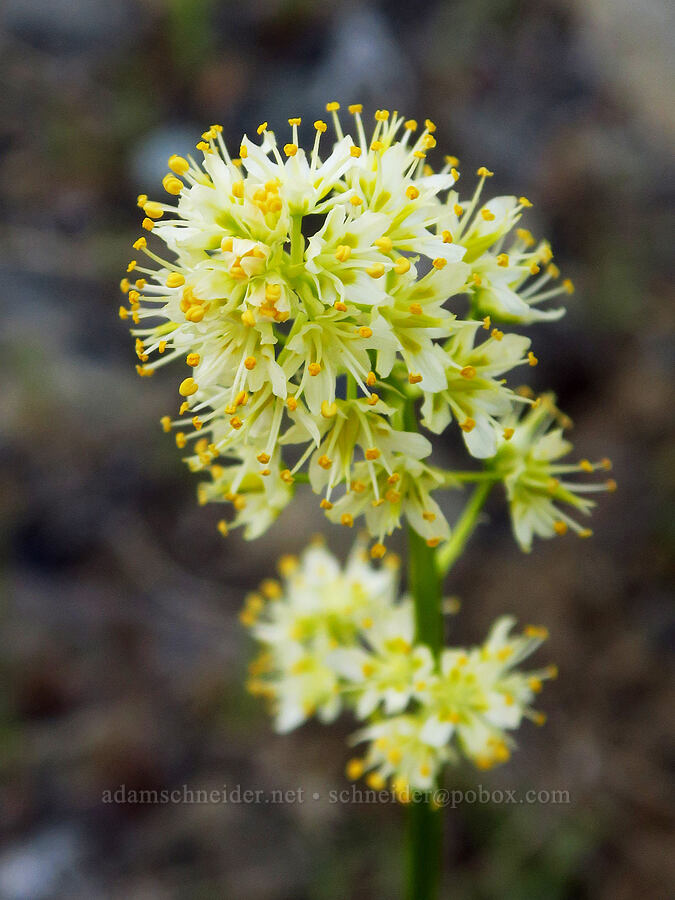 panicled death-camas (Toxicoscordion paniculatum (Zigadenus paniculatus)) [Bear Canyon Trail, Yakima County, Washington]