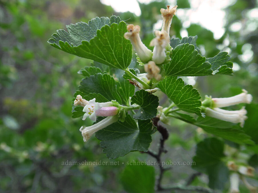 wax currant (Ribes cereum) [Bear Canyon Trail, Yakima County, Washington]