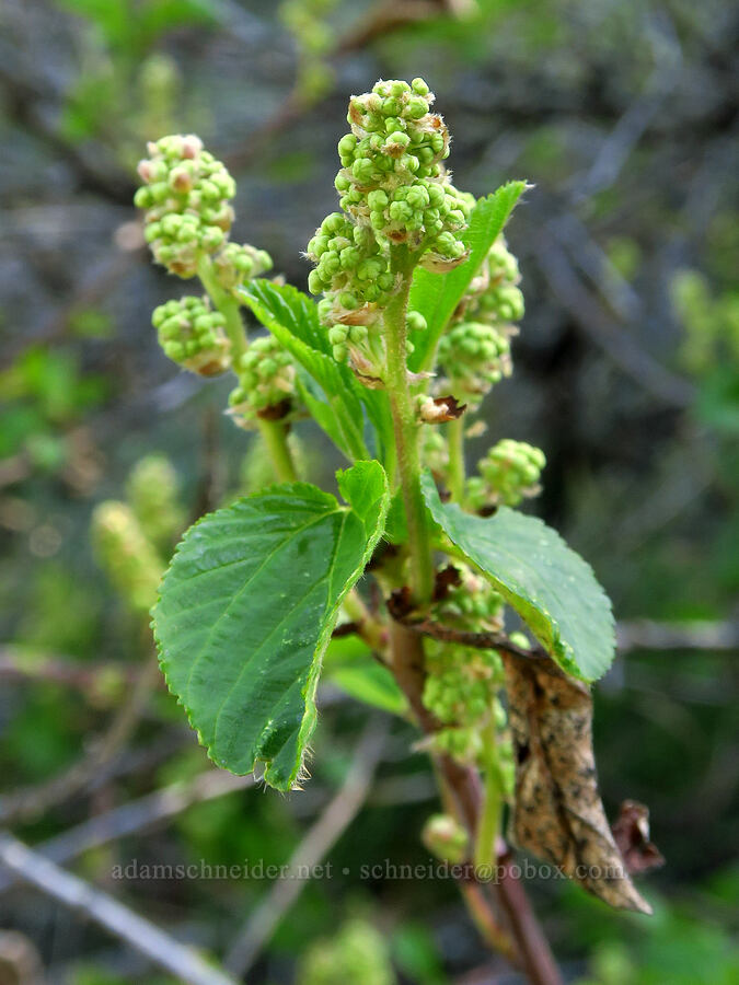 red-stem ceanothus, budding (Ceanothus sanguineus) [Bear Canyon Trail, Yakima County, Washington]