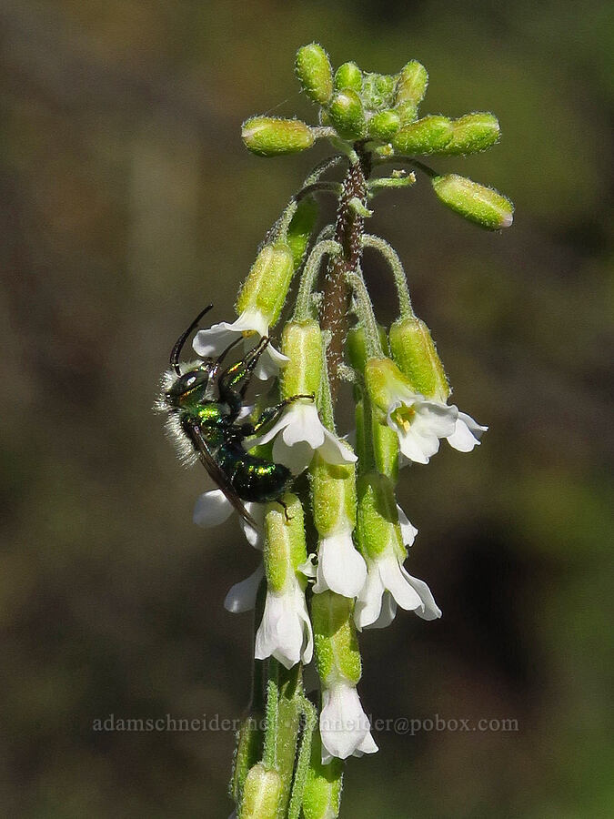 metallic green bee on drop-seed rock-cress (Osmia sp., Boechera pendulocarpa (Arabis holboellii var. pendulocarpa)) [Bear Canyon Trail, Yakima County, Washington]