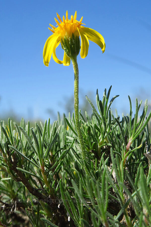 narrow-leaf goldenweed (Nestotus stenophyllus (Haplopappus stenophyllus)) [L.T. Murray/Quilomene Wildlife Area, Kittitas County, Washington]