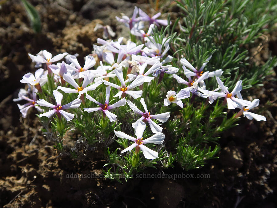 Hood's phlox (Phlox hoodii) [L.T. Murray/Quilomene Wildlife Area, Kittitas County, Washington]