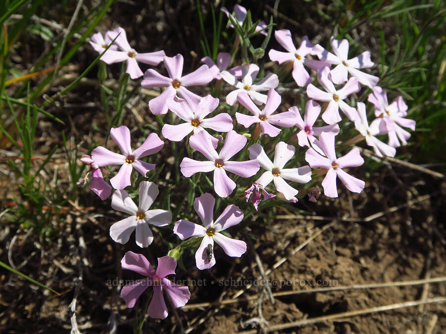 long-leaf phlox (Phlox longifolia) [L.T. Murray/Quilomene Wildlife Area, Kittitas County, Washington]