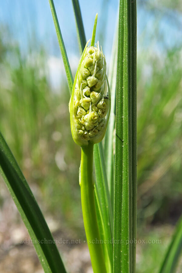 panicled death-camas, budding (Toxicoscordion paniculatum (Zigadenus paniculatus)) [L.T. Murray/Quilomene Wildlife Area, Kittitas County, Washington]
