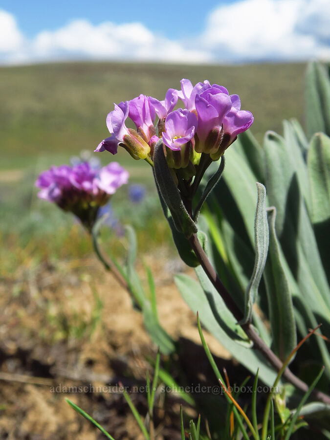 dagger-pod (Phoenicaulis cheiranthoides) [L.T. Murray/Quilomene Wildlife Area, Kittitas County, Washington]