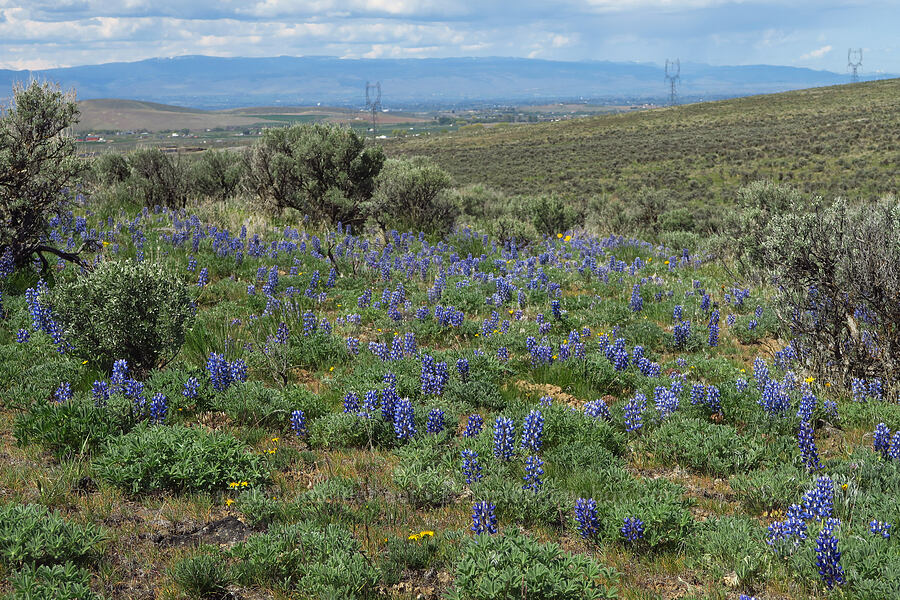 rock lupines (Lupinus saxosus (Lupinus polyphyllus var. saxosus)) [L.T. Murray/Quilomene Wildlife Area, Kittitas County, Washington]
