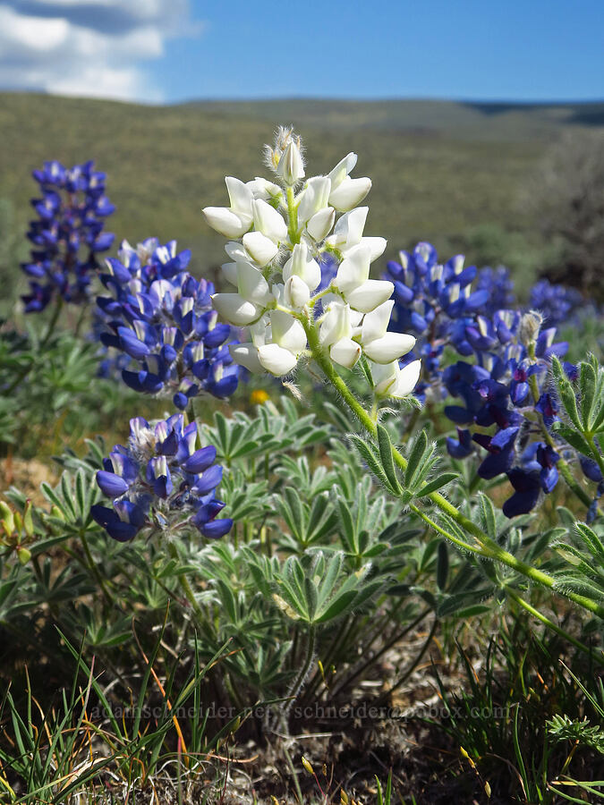 white rock lupine (Lupinus saxosus (Lupinus polyphyllus var. saxosus)) [L.T. Murray/Quilomene Wildlife Area, Kittitas County, Washington]