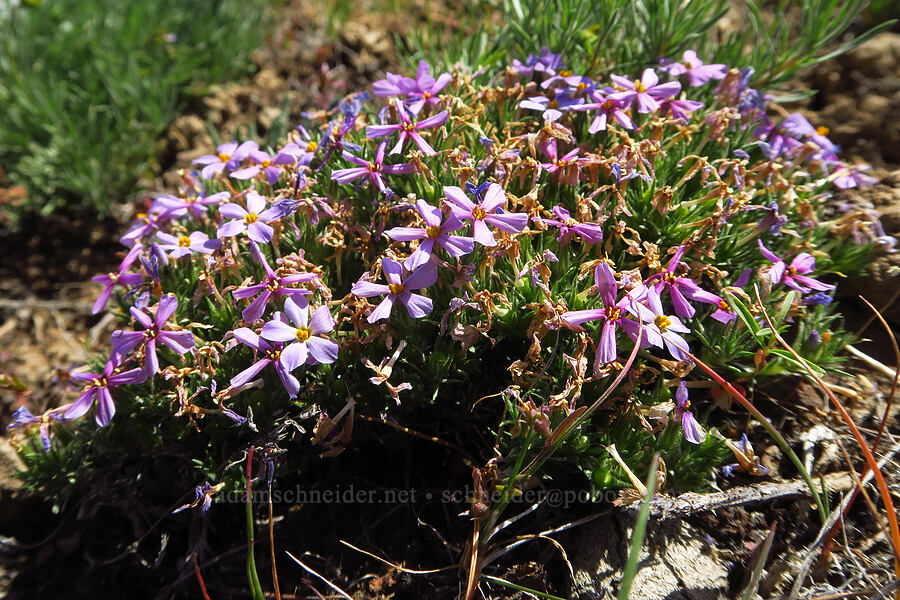 Douglas' (tufted) phlox (Phlox douglasii (Phlox caespitosa)) [L.T. Murray/Quilomene Wildlife Area, Kittitas County, Washington]