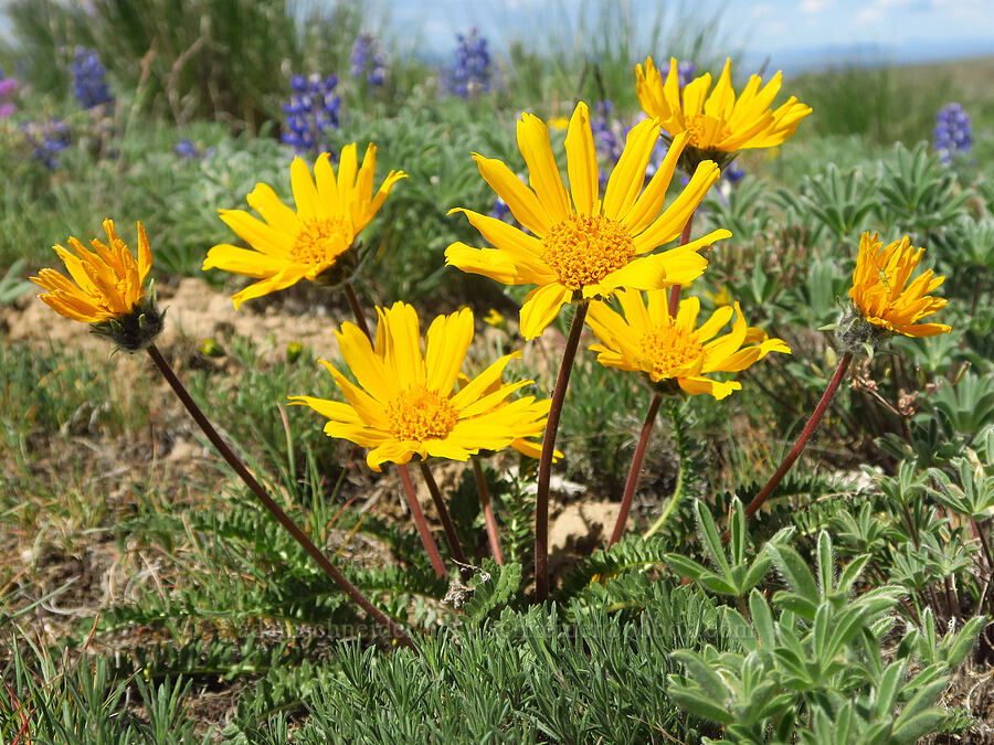 Hooker's balsamroot & rock lupines (Balsamorhiza hookeri, Lupinus saxosus (Lupinus polyphyllus var. saxosus)) [L.T. Murray/Quilomene Wildlife Area, Kittitas County, Washington]