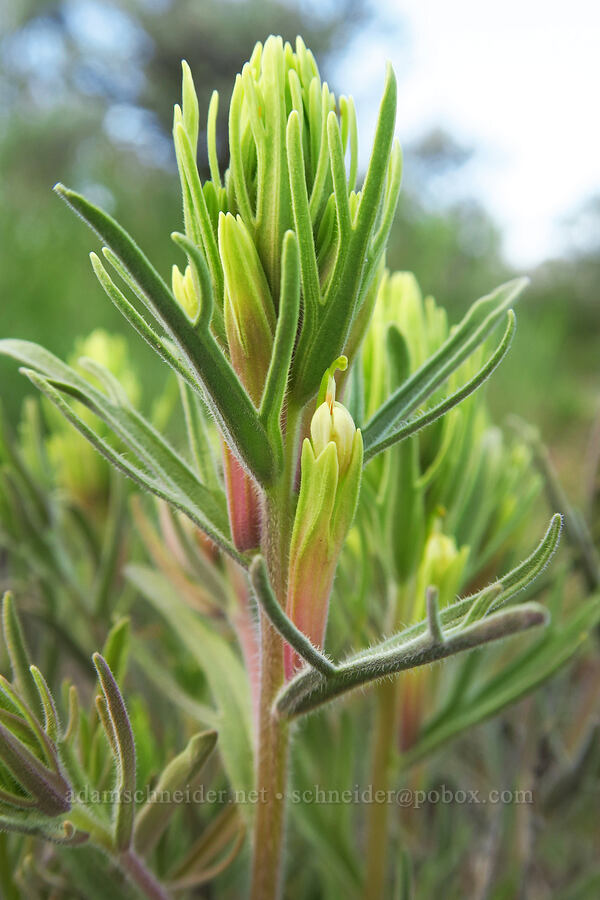 Thompson's paintbrush (Castilleja thompsonii) [L.T. Murray/Quilomene Wildlife Area, Kittitas County, Washington]