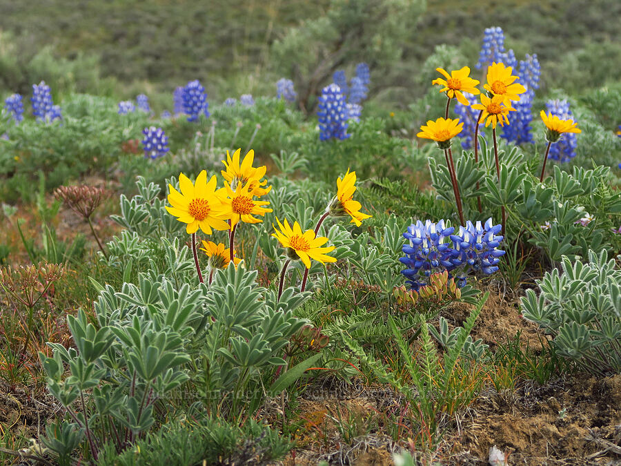 Hooker's balsamroot & rock lupines (Balsamorhiza hookeri, Lupinus saxosus (Lupinus polyphyllus var. saxosus)) [L.T. Murray/Quilomene Wildlife Area, Kittitas County, Washington]