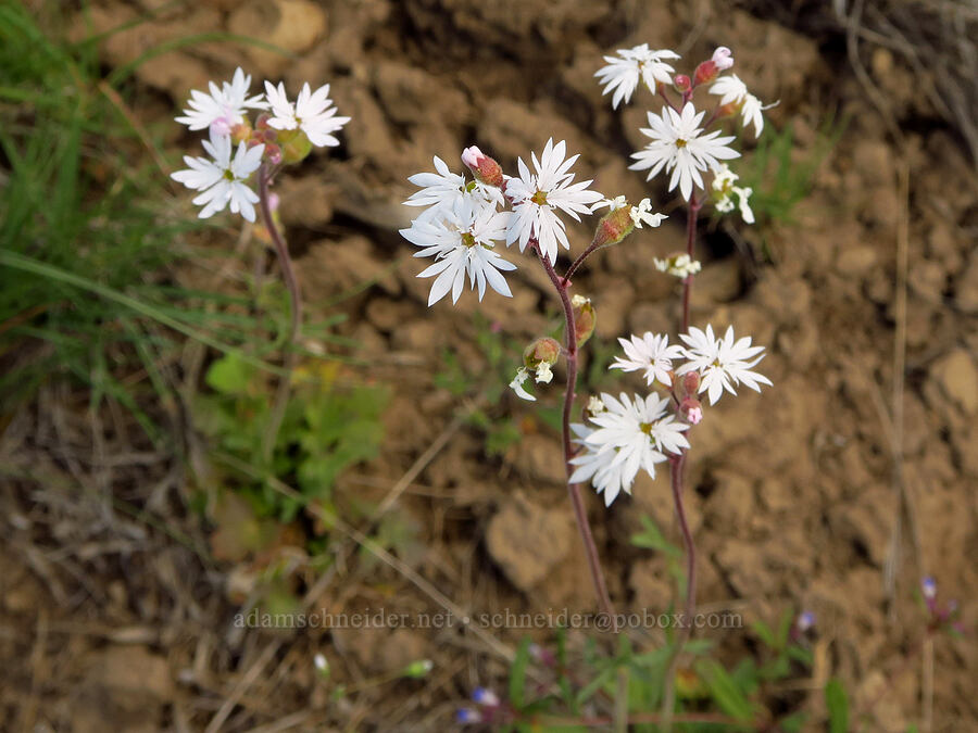 slender prairie star (Lithophragma tenellum) [L.T. Murray/Quilomene Wildlife Area, Kittitas County, Washington]