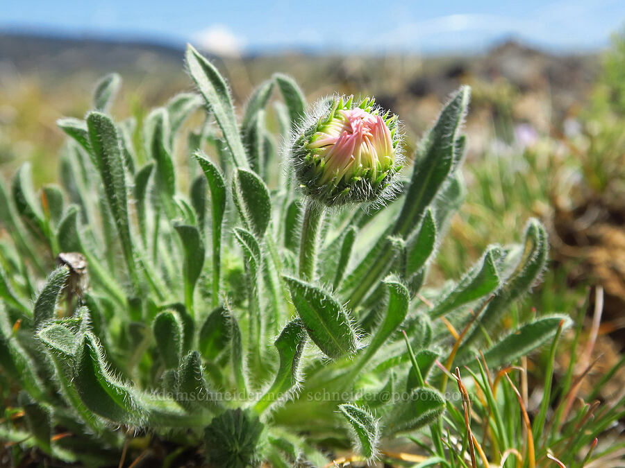 cushion fleabane, budding (Erigeron poliospermus) [L.T. Murray/Quilomene Wildlife Area, Kittitas County, Washington]