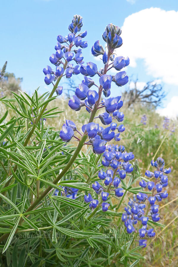 lupines (Lupinus sp.) [L.T. Murray/Quilomene Wildlife Area, Kittitas County, Washington]
