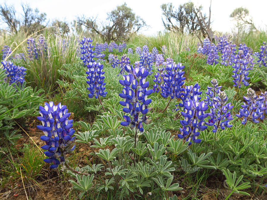 rock lupines (Lupinus saxosus (Lupinus polyphyllus var. saxosus)) [L.T. Murray/Quilomene Wildlife Area, Kittitas County, Washington]