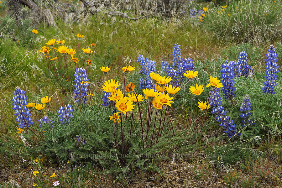 Hooker's balsamroot & rock lupines (Balsamorhiza hookeri, Lupinus saxosus (Lupinus polyphyllus var. saxosus)) [L.T. Murray/Quilomene Wildlife Area, Kittitas County, Washington]
