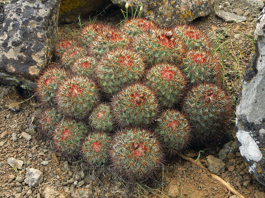 basalt cactus (Pediocactus nigrispinus (Pediocactus simpsonii var. robustior)) [L.T. Murray/Quilomene Wildlife Area, Kittitas County, Washington]
