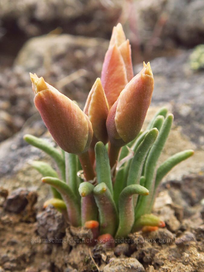 bitterroot, budding (Lewisia rediviva) [L.T. Murray/Quilomene Wildlife Area, Kittitas County, Washington]