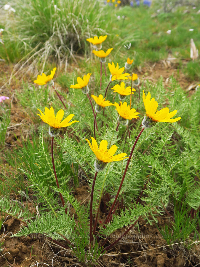 Hooker's balsamroot (Balsamorhiza hookeri) [L.T. Murray/Quilomene Wildlife Area, Kittitas County, Washington]
