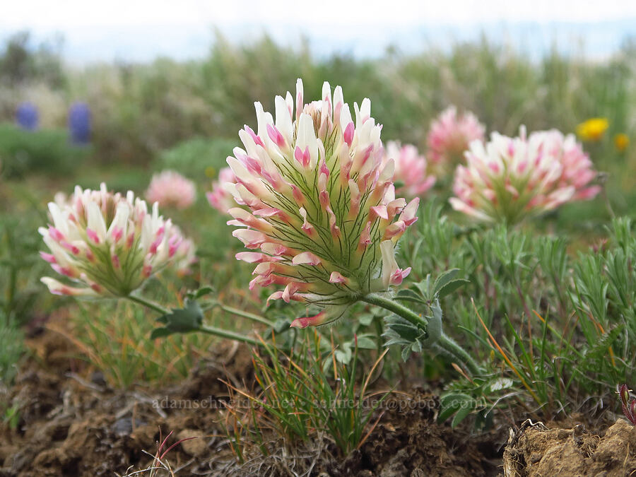 big-head clover (Trifolium macrocephalum) [L.T. Murray/Quilomene Wildlife Area, Kittitas County, Washington]