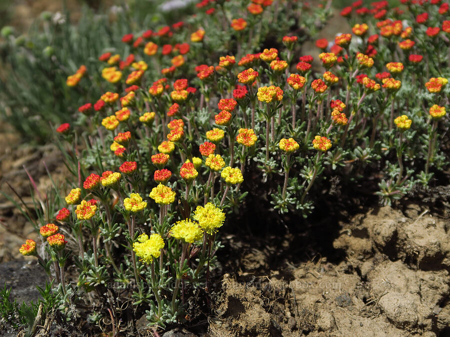 thyme-leaf buckwheat (Eriogonum thymoides) [L.T. Murray/Quilomene Wildlife Area, Kittitas County, Washington]