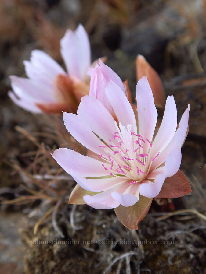 bitterroot (Lewisia rediviva) [L.T. Murray/Quilomene Wildlife Area, Kittitas County, Washington]