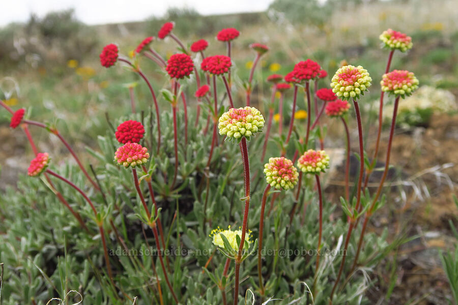 colorful Douglas' buckwheat buds (Eriogonum douglasii var. douglasii) [L.T. Murray/Quilomene Wildlife Area, Kittitas County, Washington]