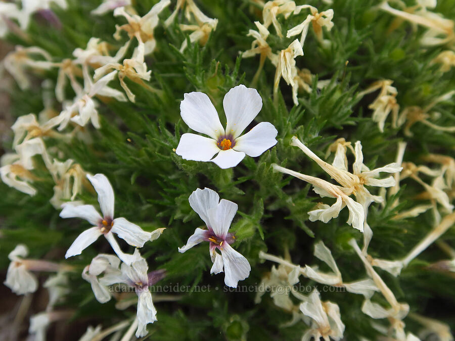 Douglas' (tufted) phlox (Phlox douglasii (Phlox caespitosa)) [L.T. Murray/Quilomene Wildlife Area, Kittitas County, Washington]
