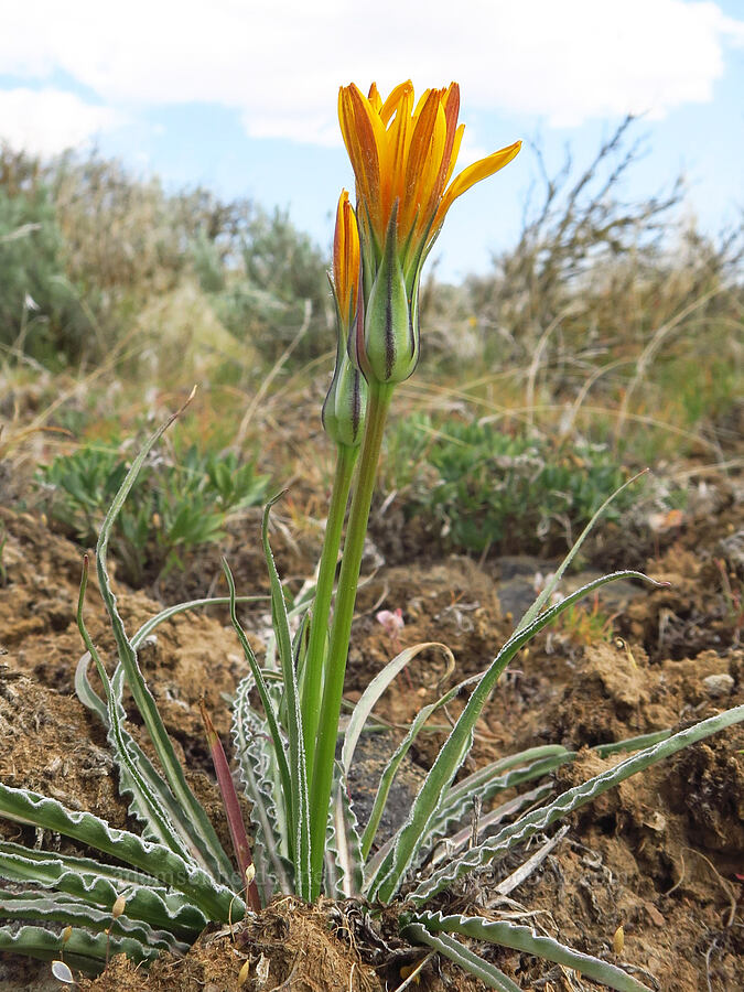 false agoseris (Nothocalais troximoides (Microseris troximoides)) [L.T. Murray/Quilomene Wildlife Area, Kittitas County, Washington]